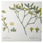 Birch (links) en Mistletoe (rechts), fig. 9 en 10 Tegeltje (Voorkant)