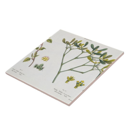 Birch (links) en Mistletoe (rechts), fig. 9 en 10 Tegeltje (Zijkant)