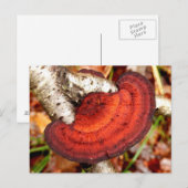 Birch Mazegill Fungus Briefkaart (Voorkant / Achterkant)