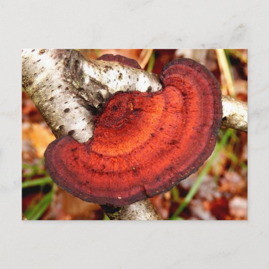 Birch Mazegill Fungus Briefkaart (Voorkant)