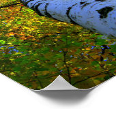 Birch op zonnige zomerdag poster (Hoek)