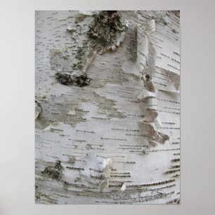 Birch Tree Bark Peeled Old Art Photo Poster
