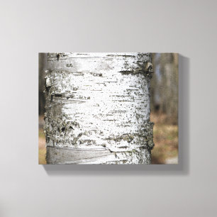 Birch Tree Trunk Birch Bark Close-up Color 8x10 Canvas Afdruk