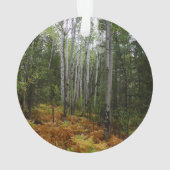 Birch Trees blancs et fougères d'automne à Rocky M (dos)