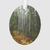 Birch Trees blancs et fougères d'automne à Rocky M (devant)