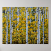 Birch Trees | Forêt d'Aspen | Poster des feuilles  (Devant)