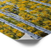 Birch Trees | Forêt d'Aspen | Poster des feuilles  (Coin)