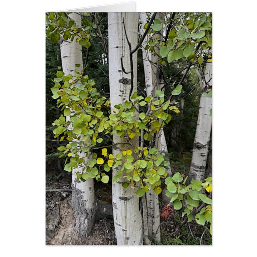 Birch Trees Skilak - Carte d'art 5" x 7" (Devant)