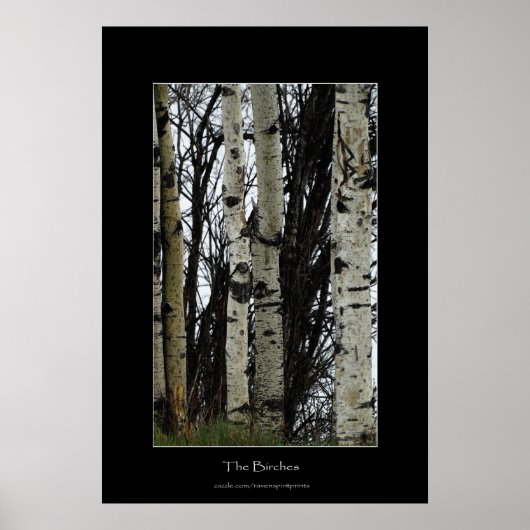 Birch Trees Wilderness Forest Foto's afdrukken Poster (Voorkant)