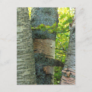 BirchTree Briefkaart