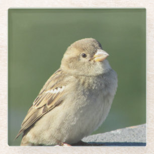 Bird Animal Foto Small Brown House Sparrow Glazen Onderzetter