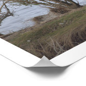 Bird at the Refuge Poster (Hoek)