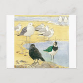 Bird Beach Wildlife Jackdaw Gull Sea Carte postale (Devant)