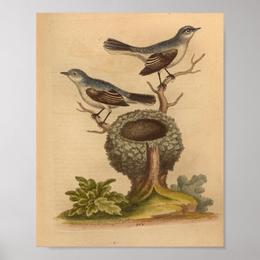 Bird Blue Brown Nest Print (Voorkant)