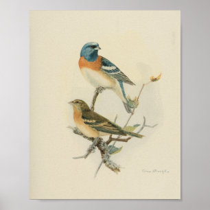 Bird Blue White Print