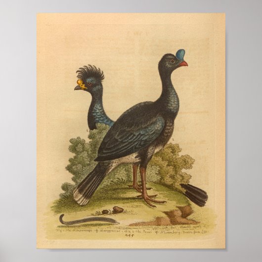 Bird Blue Yellow Crested Print (Voorkant)