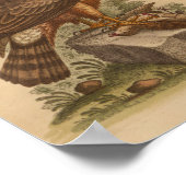  Bird Brown Hawk Print (Hoek)
