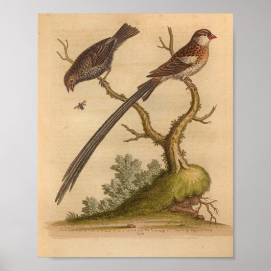 Bird Brown Long Tail Print (Voorkant)