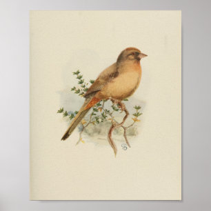  Bird Brown Print