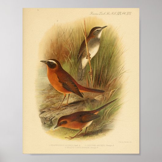  Bird Brown White Print (Voorkant)