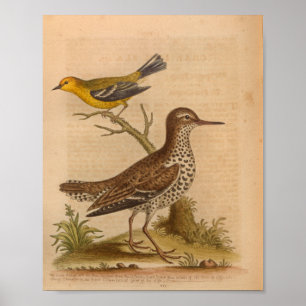 Bird Brown Yellow Print