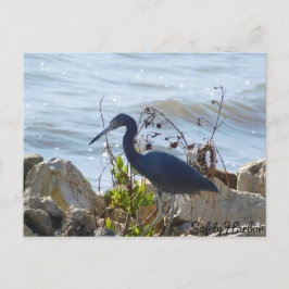 Bird By the Bay Little Blue Heron Safety Harbour Briefkaart