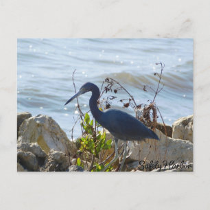 Bird By the Bay Little Blue Heron Safety Harbour Briefkaart