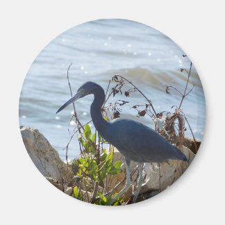 Bird By the Bay Little Blue Heron Safety Harbour Magneet