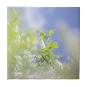 Bird Cherry Tree Blossom Flowers Sky Tegeltje