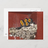 Bird Choir Briefkaart (Voorkant / Achterkant)