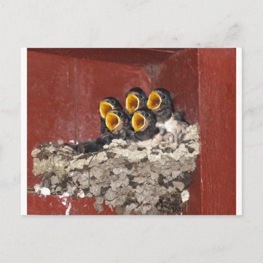 Bird Choir Briefkaart (Voorkant)