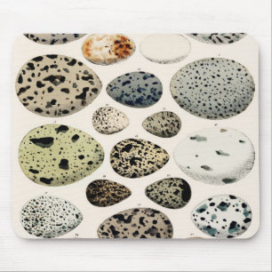  Bird Egg Illustration Muismat
