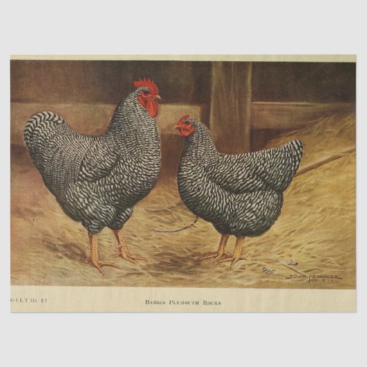 Bird Ephemera Decoupage Haan Hen Barn Tissuepapier (Voorkant)