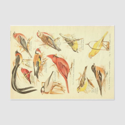 Bird Ephemera Decoupage Kardinaal Tissuepapier (Voorkant)