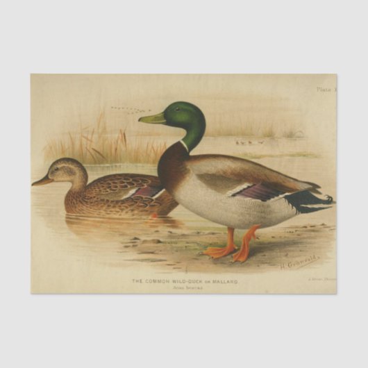 Bird Ephemera Decoupage Mallard Duck Tissuepapier (Voorkant)