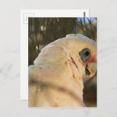 Bird Eyes Briefkaart (Voorkant / Achterkant)