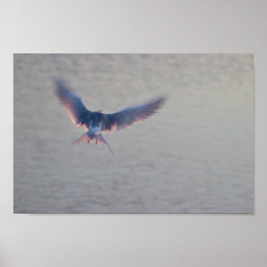 Bird Flying Foto Poster (Voorkant)