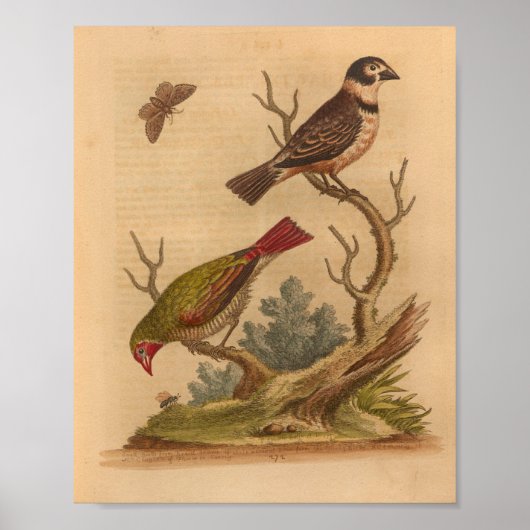  Bird Green Red Print (Voorkant)
