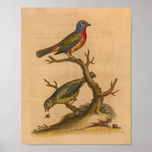  Bird Green Red Print (Voorkant)
