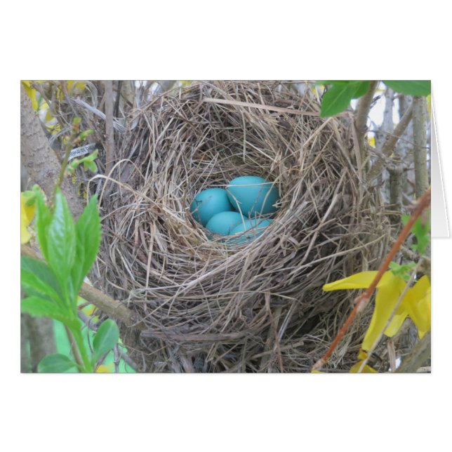 Bird Nest (Voorkant Horizontaal)