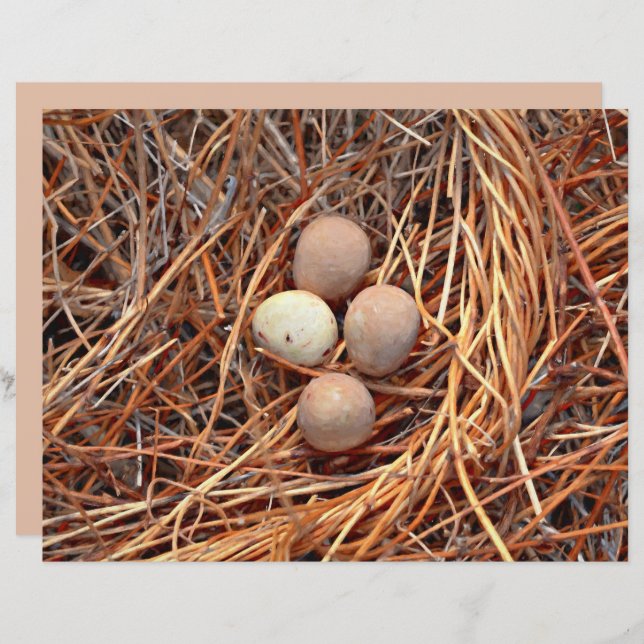 Bird Nest Brown Eggs Old  Antiek Retro (Voorkant / Achterkant)