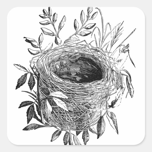 Bird Nest Illustratie Vierkante Sticker (Voorkant)