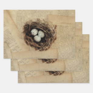 Bird Nest Old Antiek Retro Brown Eggs Inpakpapier Vel
