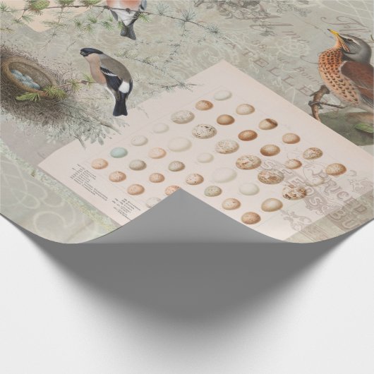 Bird Nest Script Ephemera Eggs Ontvlekken Cadeaupapier (Hoek)