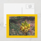 BIRD OF PARADISE BRIEFKAART (Voorkant / Achterkant)