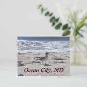 Bird on the Beach Carte postale (Debout devant)