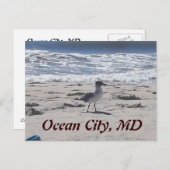 Bird on the Beach Carte postale (Devant / Derrière)