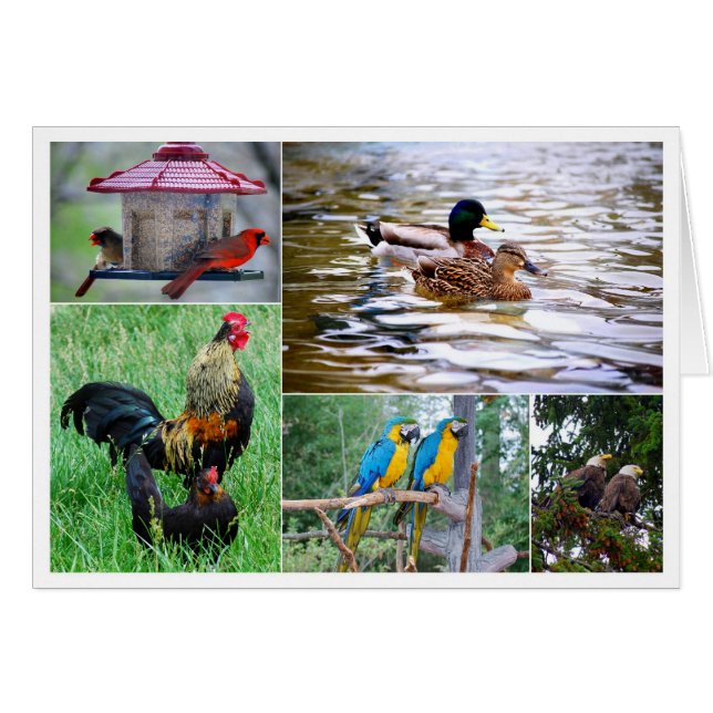 Bird Paar Collage (Voorkant Horizontaal)