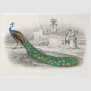 Bird Peacock Ephemera ontkoppeling Frans Tissuepapier