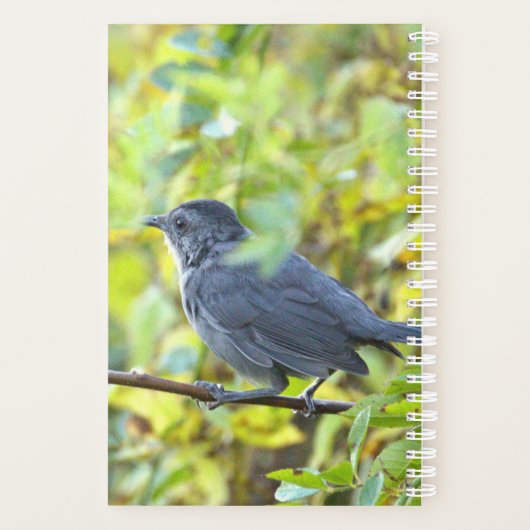 Bird Photo Planner (Dos)